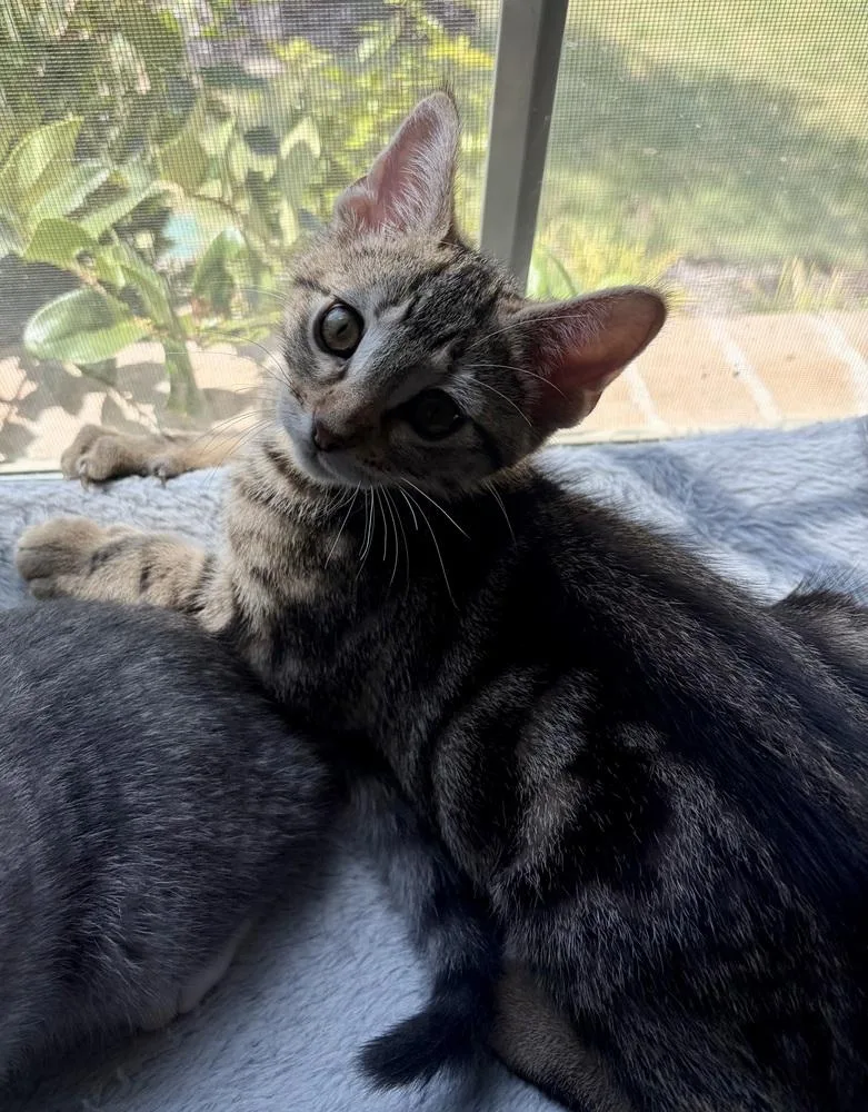A baby small-sized male Tabby cat named Zuko for adoption in Dallas, TX