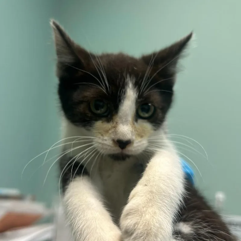 A baby small-sized male Black Domestic Short Hair cat named Tommy for adoption in Tacoma, WA