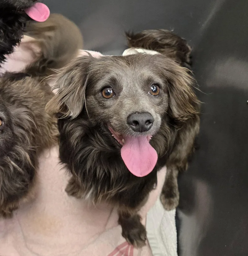 A young small-sized female Dachshund dog named Hallie for adoption in Austin, TX
