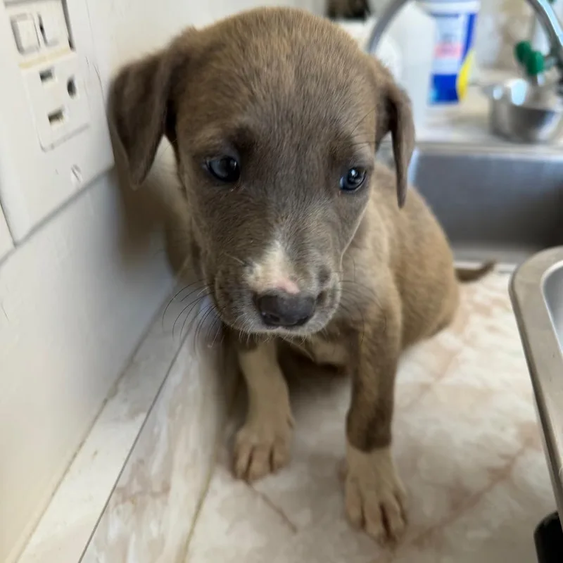 Tuscstray thumbnail 2