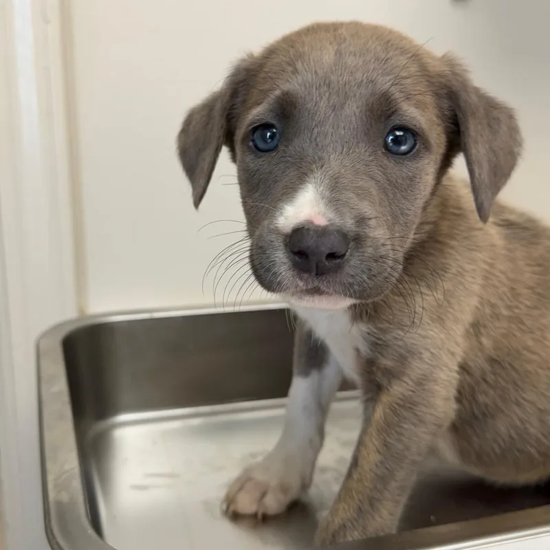 Tuscstray thumbnail 3