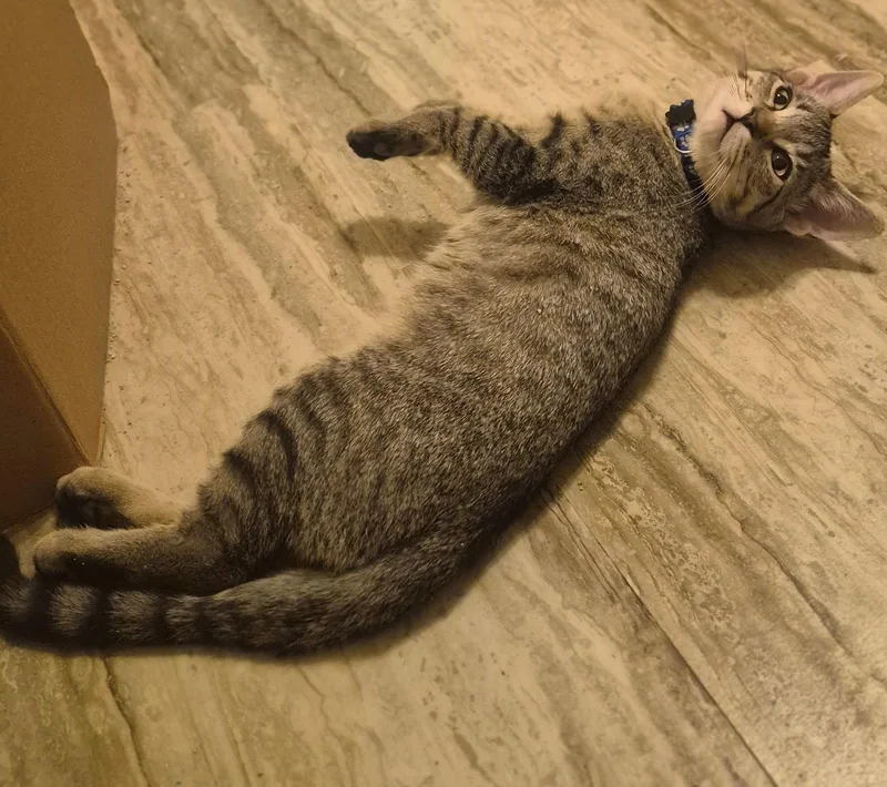 A young medium-sized male Domestic Short Hair cat named Princeton for adoption in Phoenix, AZ