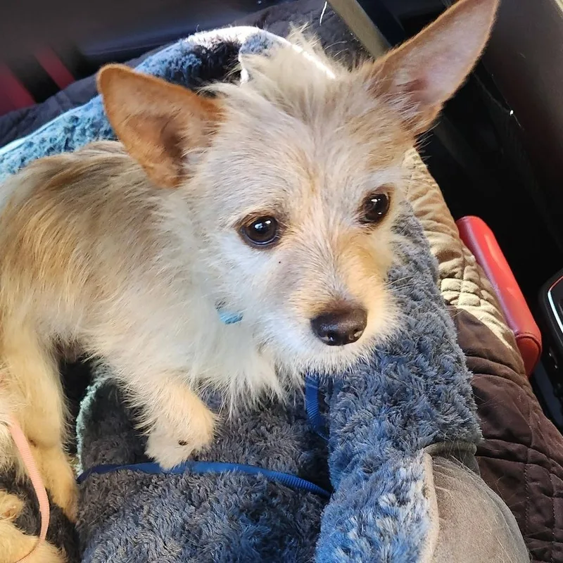 An adult small-sized male Yellow / Tan / Blond / Fawn Portuguese Podengo dog named Crumb for adoption in Buford, GA