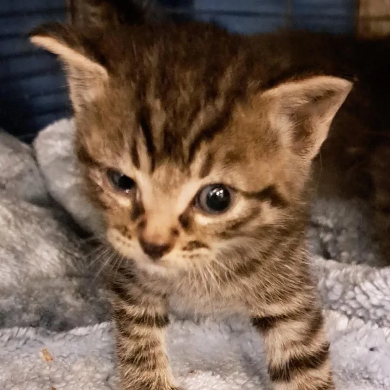 A baby small-sized male Gray / Blue / Silver Domestic Short Hair cat named Cecil for adoption in Green Forest, AR
