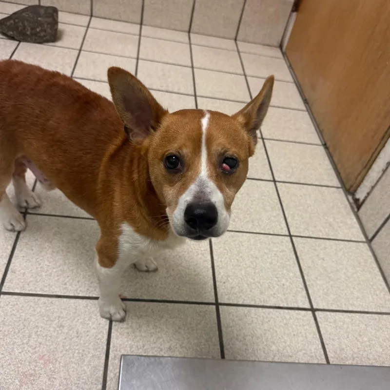An adult small-sized male Yellow / Tan / Blond / Fawn Mixed Breed dog named Fritz for adoption in Charleston, WV