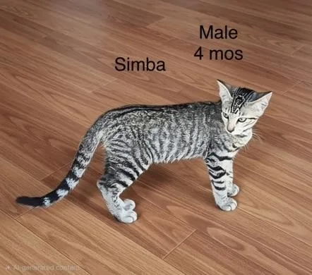 A baby small-sized male Tabby (Gray / Blue / Silver) Domestic Short Hair cat named Simba for adoption in Orange, CA