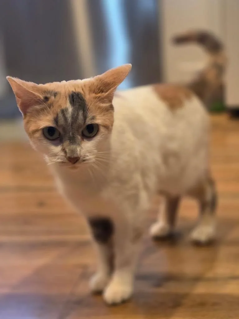 An adult small-sized female Domestic Short Hair cat named Mable for adoption in Gorham, ME