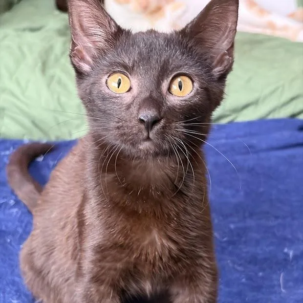 A baby small-sized female Black Domestic Short Hair cat named Iris for adoption in Verona, VA