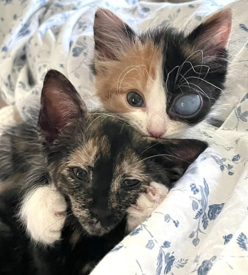 A baby small-sized female Domestic Short Hair cat named Starling for adoption in Plymouth, MI