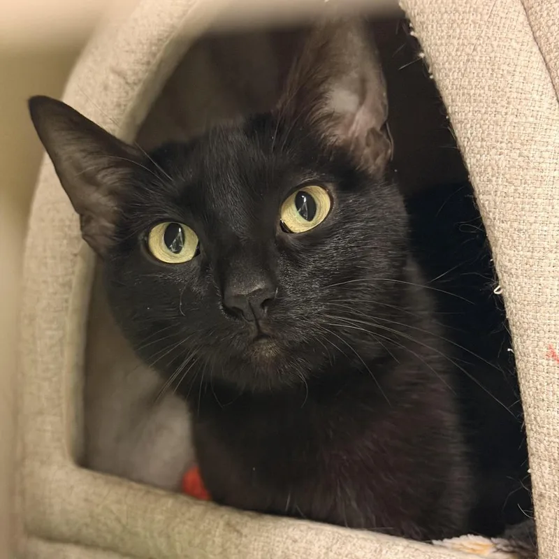 An adult small-sized female Black Bombay cat named Layla for adoption in South Elgin, IL
