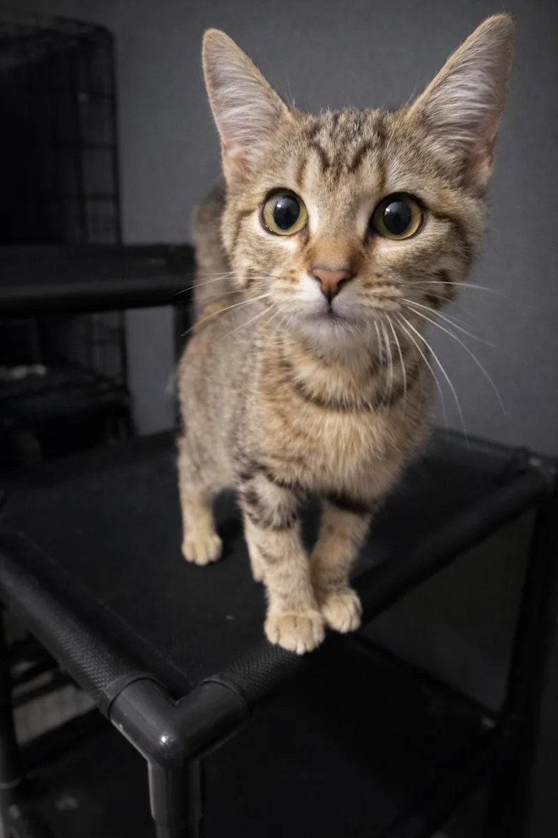 A baby small-sized male Domestic Short Hair cat named Jameson for adoption in Rio Linda, CA