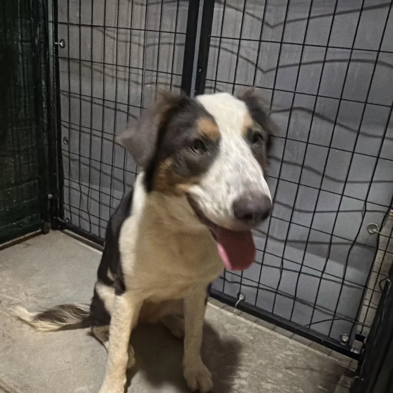 A young medium-sized female Collie dog named Gianna for adoption in Birmingham, AL