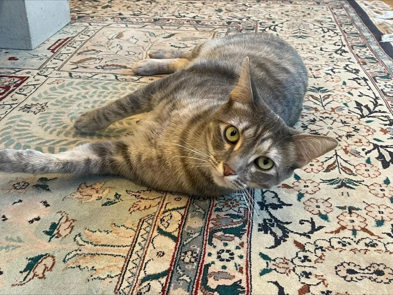 Ivy And Indy  thumbnail 2