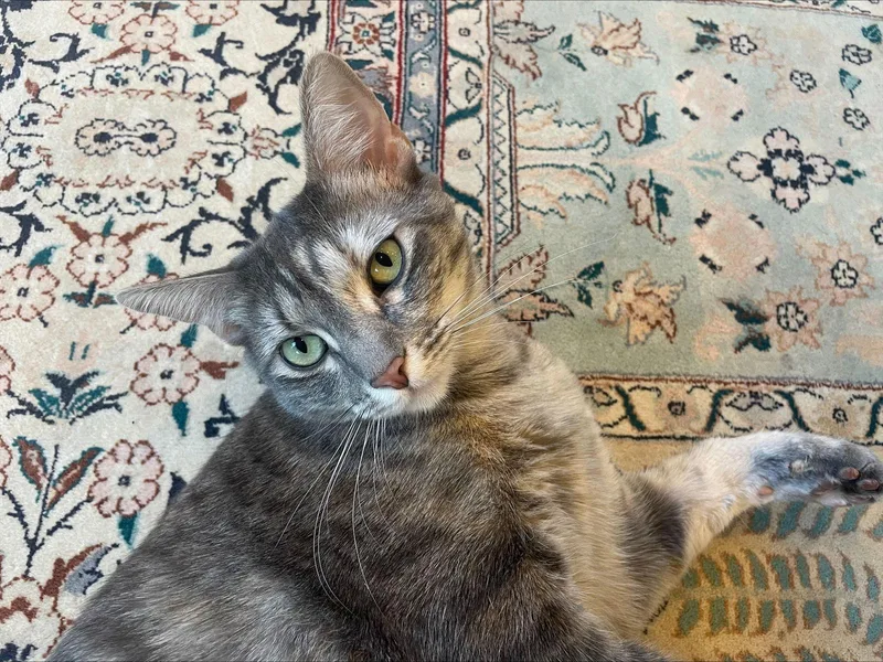 Ivy And Indy  thumbnail 3