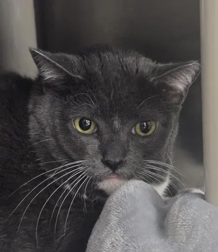 An adult large-sized female Gray & White Domestic Short Hair cat named Ivy and Bella for adoption in Webster, MA