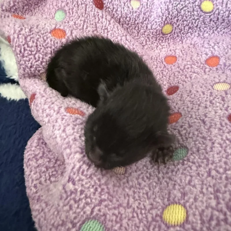 A baby small-sized female Domestic Short Hair cat named Hannah for adoption in Fairfax, VA