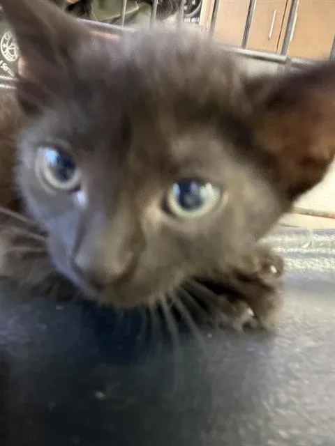 A baby small-sized female Domestic Short Hair cat named Pele for adoption in Sugar Land, TX