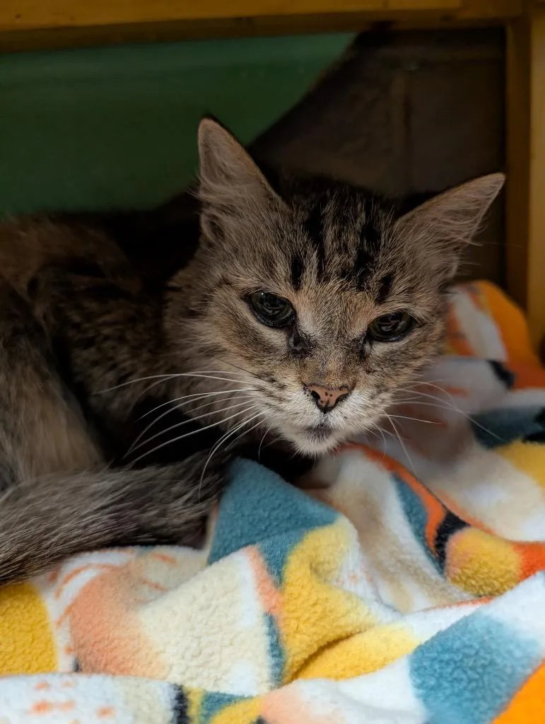 A senior medium-sized female Domestic Medium Hair cat named Evelyn for adoption in Defiance, OH
