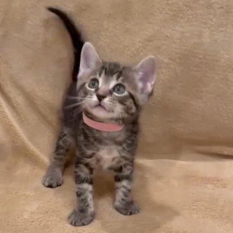 A baby small-sized female Gray / Blue / Silver Domestic Short Hair cat named Opal for adoption in Brooklyn, NY