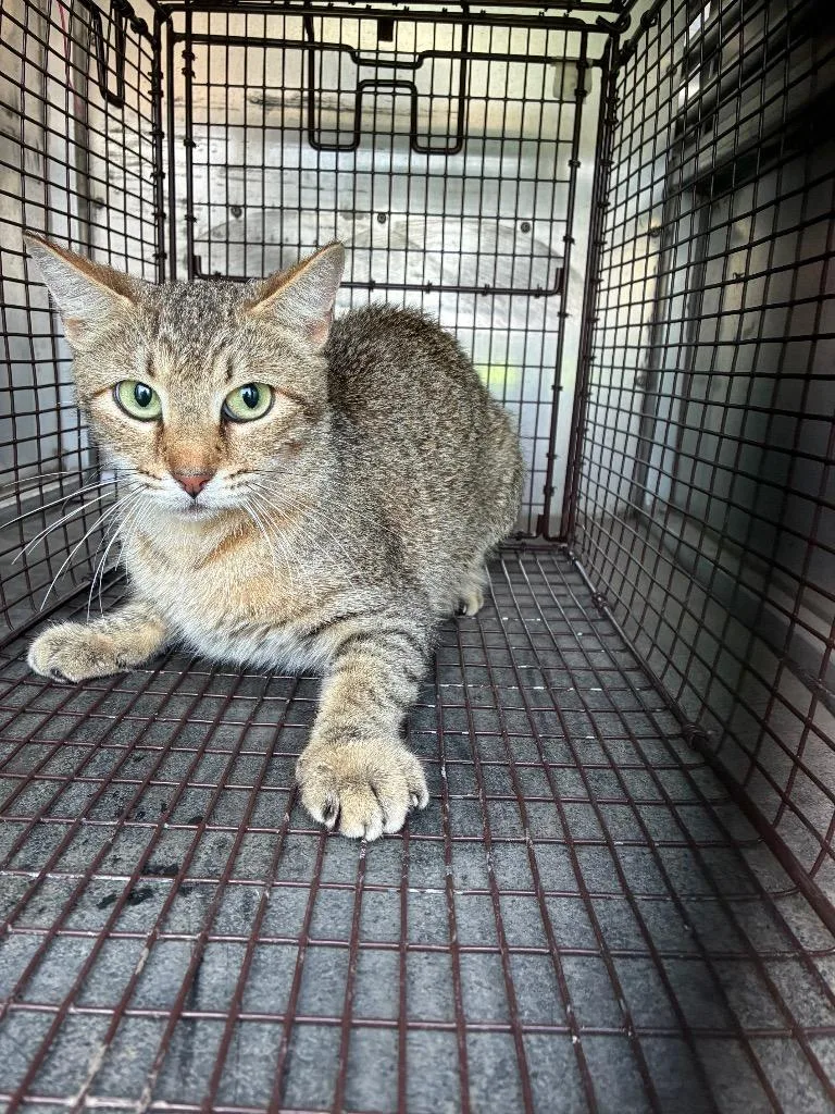 A young medium-sized male Domestic Short Hair cat named Jumbo Cactuar for adoption in New Braunfels, TX