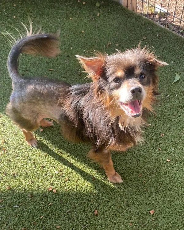 An adult small-sized male Mixed Breed dog named Sammy for adoption in Austin, TX