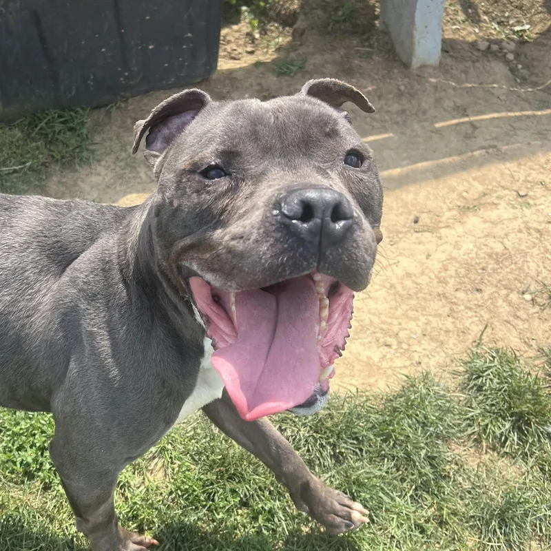 Lobo LOOKING FOR OWNER