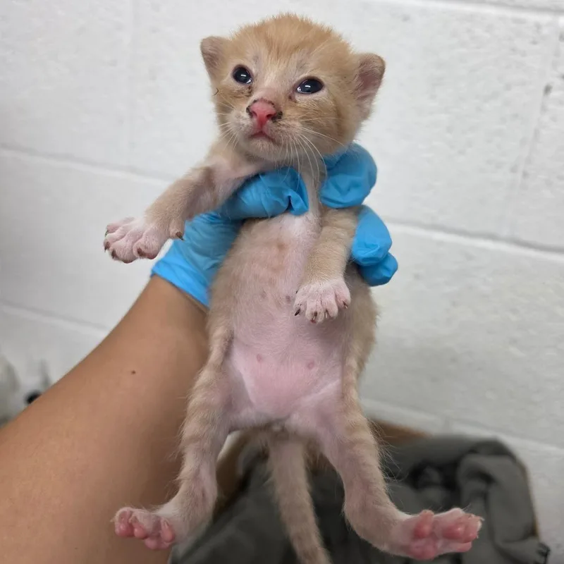 A baby small-sized female Orange / Red Domestic Short Hair cat named Kaitlyn for adoption in Edinburg, TX