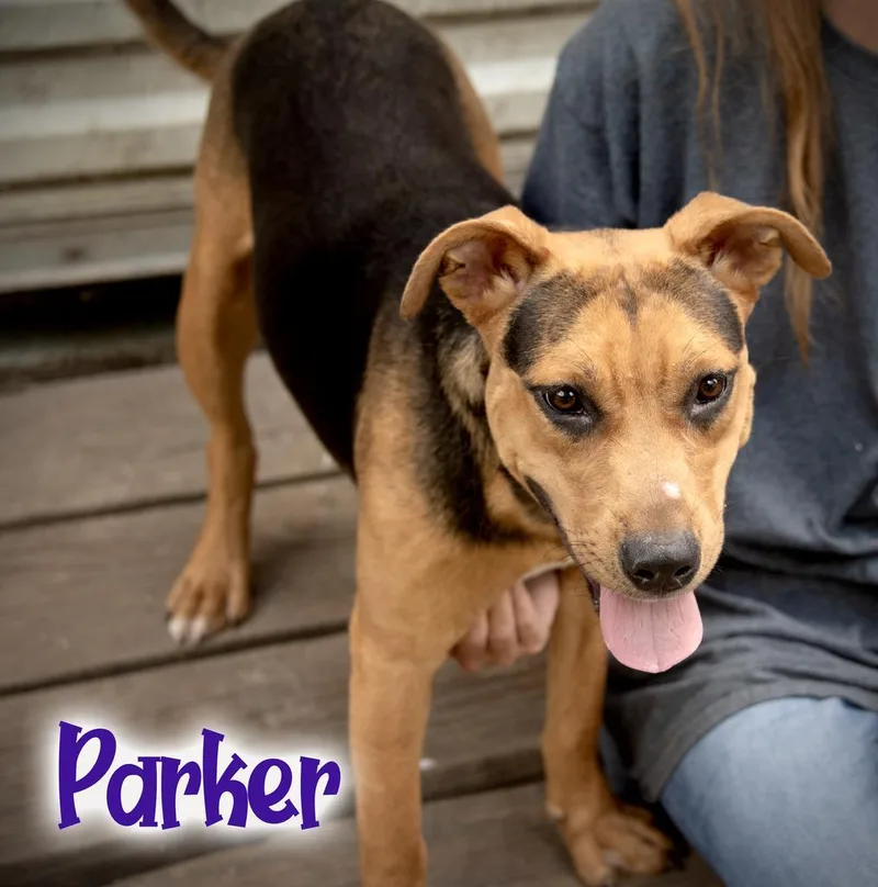 Parker thumbnail 3