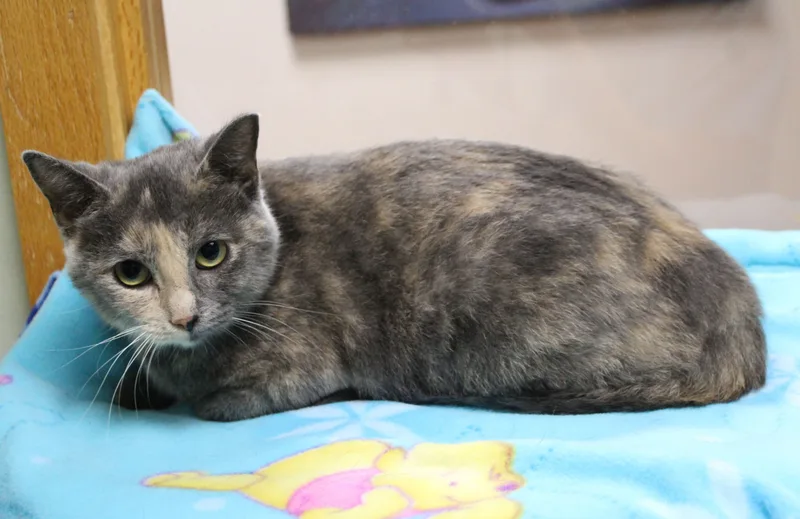 Mimi thumbnail 5