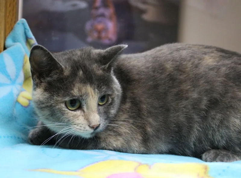 Mimi thumbnail 6