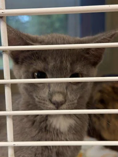 A baby medium-sized female Domestic Short Hair cat named Data for adoption in Chamblee, GA