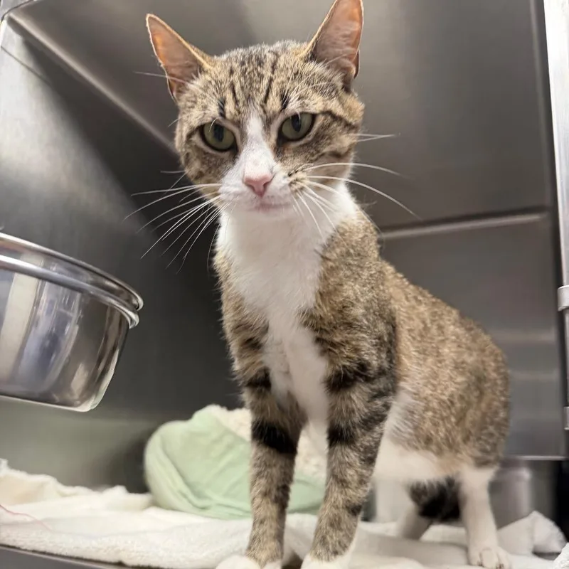 A young medium-sized female Brown / Chocolate Domestic Short Hair cat named Sylvia for adoption in Blairsville, GA