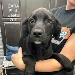 A young medium-sized female Black Black Labrador Retriever dog named Cara for adoption in Princeton, KY