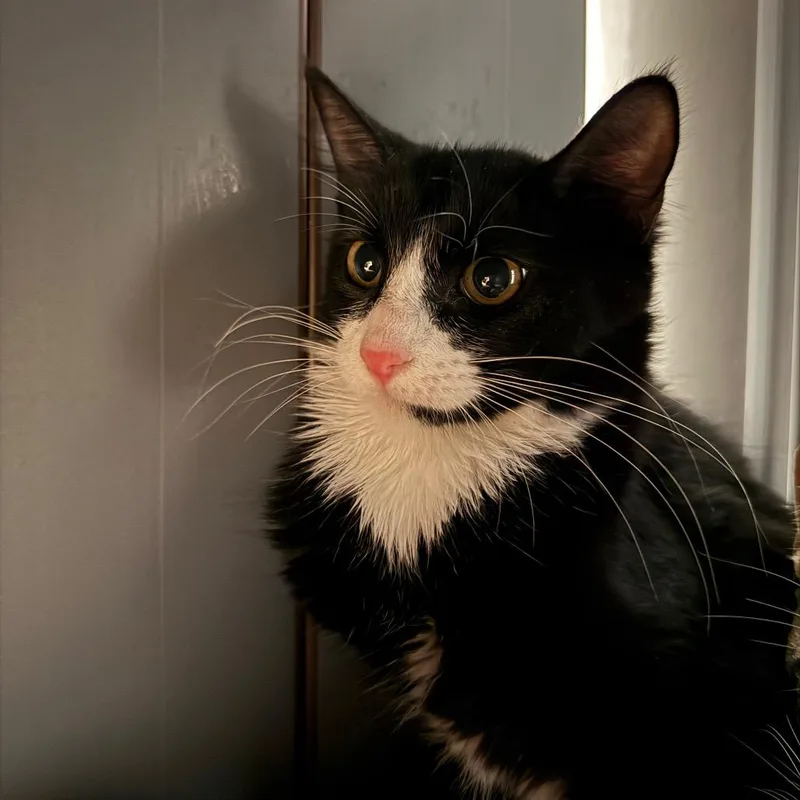 A baby medium-sized female Black Domestic Short Hair cat named Blossom for adoption in West Palm Beach, FL