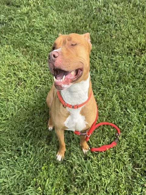An adult large-sized male Pit Bull Terrier dog named Hooch for adoption in Springfield, MA