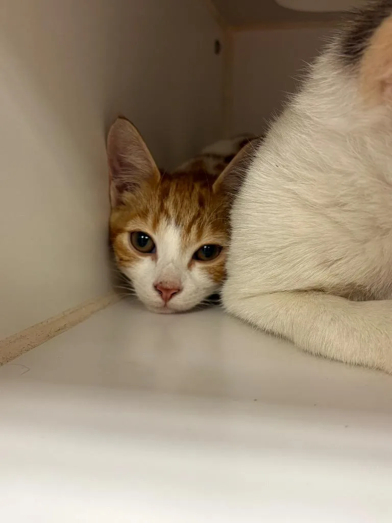 A young medium-sized female Domestic Short Hair cat named Daisy for adoption in Johnson City, TN