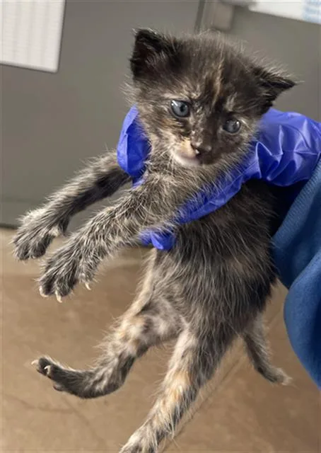 A baby medium-sized female Domestic Short Hair cat named Dice for adoption in Dallas, TX