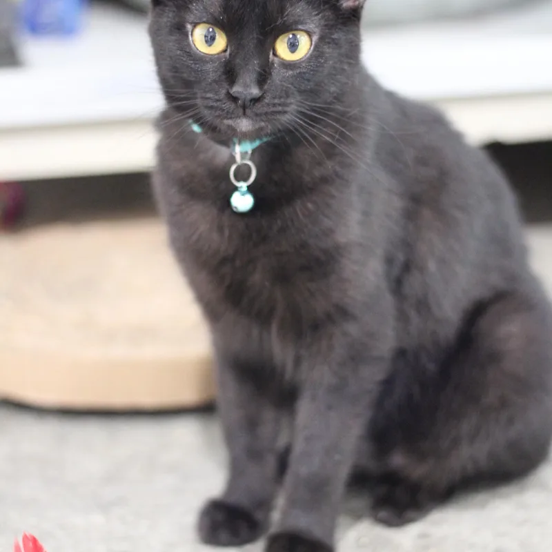 An adult medium-sized female Black Domestic Short Hair cat named Juno for adoption in Ottumwa, IA