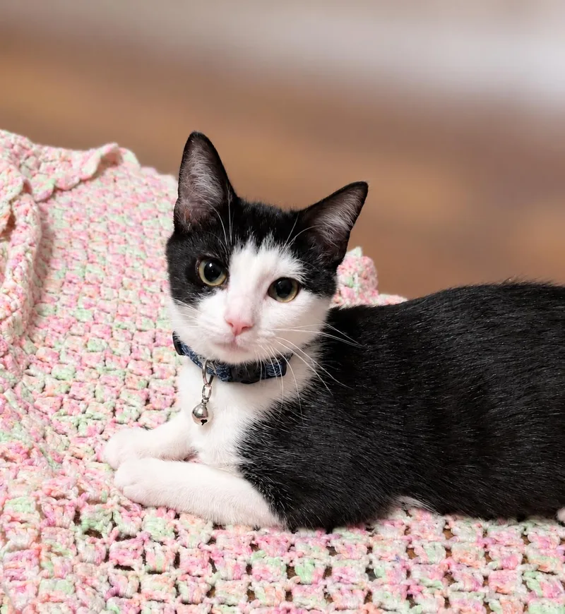 A baby medium-sized male Black & White / Tuxedo Tuxedo cat named Murphy T "Murph" for adoption in Fresno, CA