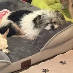 Millie thumbnail 2