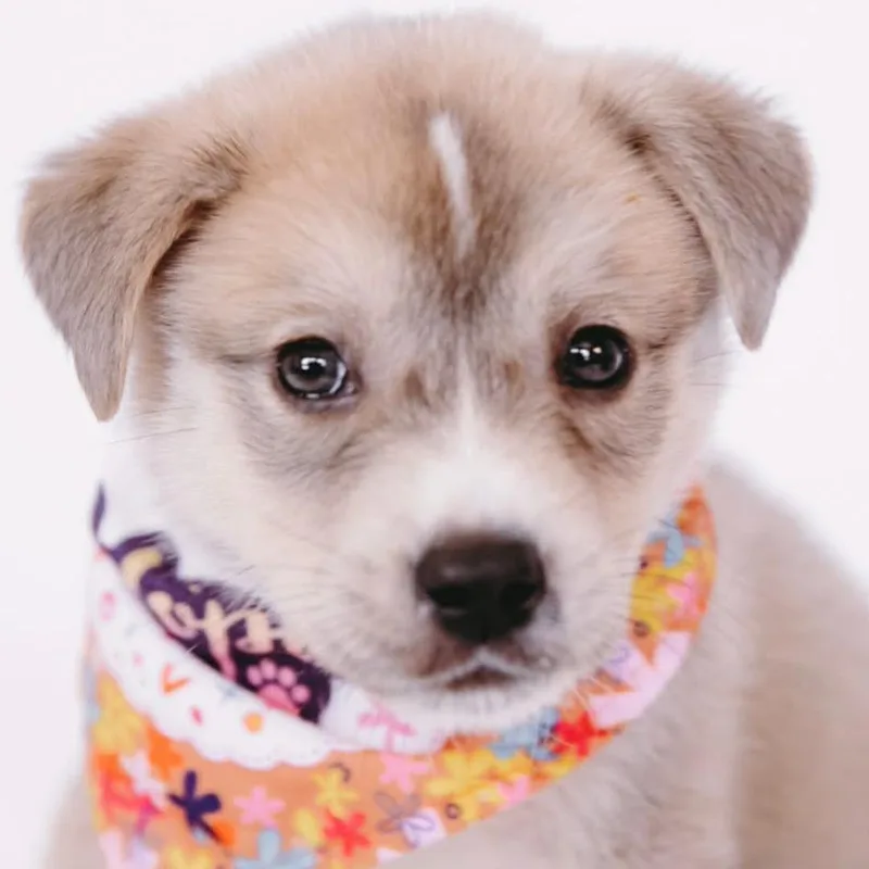 Squirt D Arriving thumbnail 2