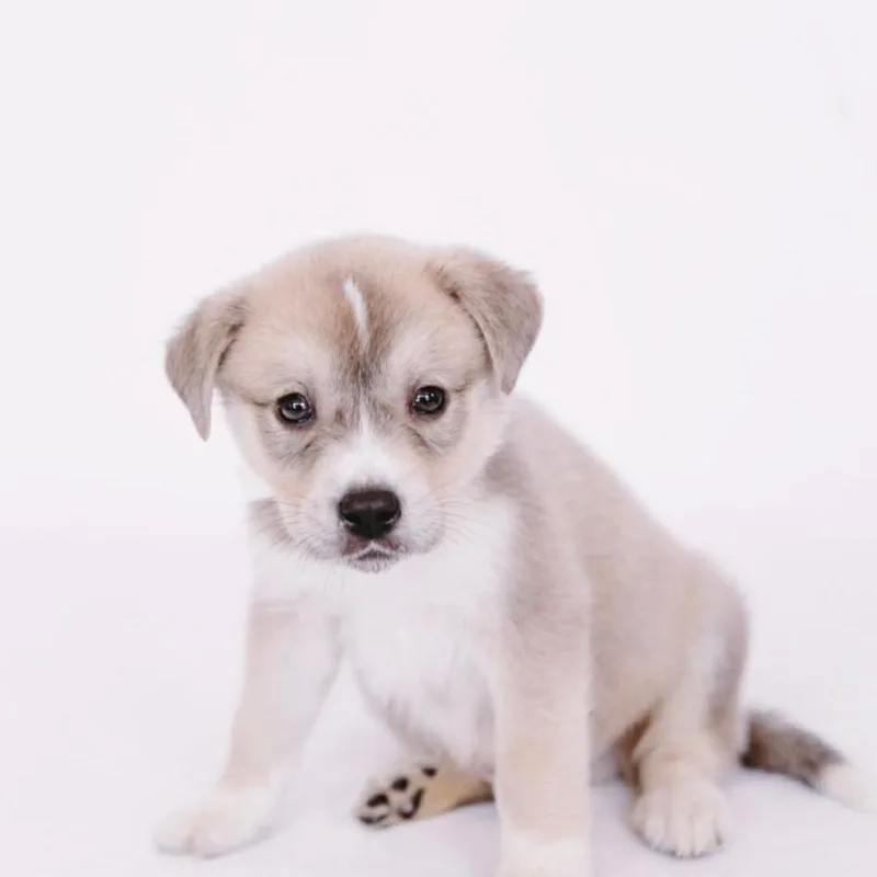 Squirt D Arriving thumbnail 4