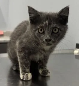 A baby medium-sized female Dilute Tortoiseshell Domestic Short Hair cat named Desi for adoption in Pella, IA