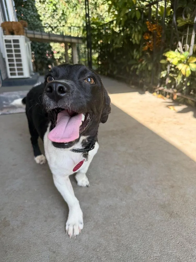 A young small-sized male Tricolor (Brown, Black, & White) Terrier dog named Grimmley for adoption in St. Petersburg, FL