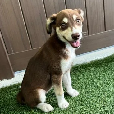 A baby medium-sized female Yellow / Tan / Blond / Fawn Husky dog named Butterfly for adoption in Bradenton, FL