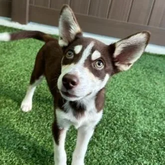 Butterfly thumbnail 2