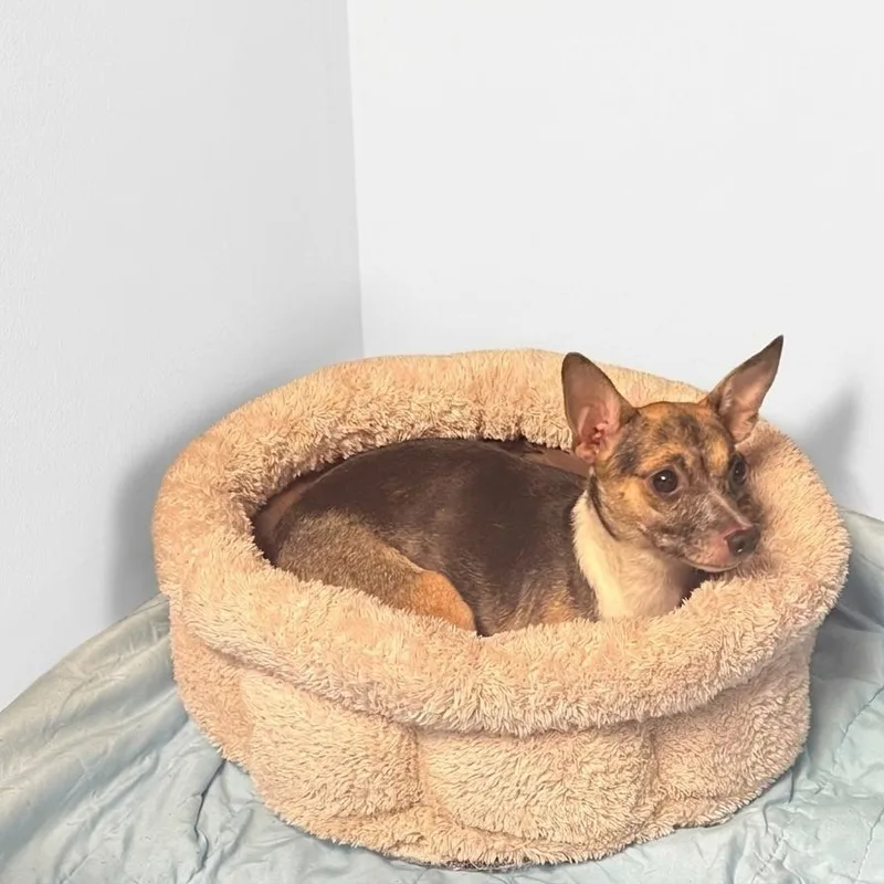 An adult small-sized female Brindle Chihuahua dog named Sweetie for adoption in Boca Raton, FL