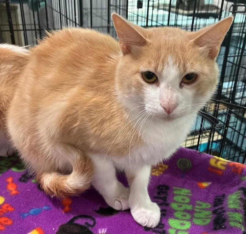 An adult medium-sized male Domestic Short Hair cat named Jack for adoption in Richland Hills, TX