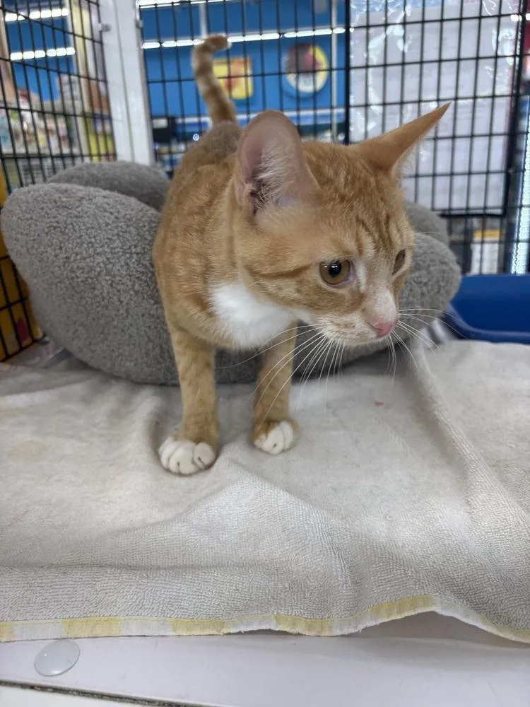 A young small-sized male Orange & White Domestic Short Hair cat named Simba for adoption in Orlando, FL