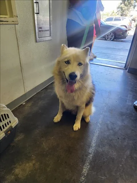 An adult large-sized male Siberian Husky dog named Snoopy for adoption in Los Angeles, CA